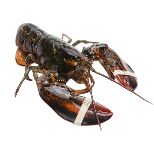 [ 680g+] Wild-Caught Live Lobster