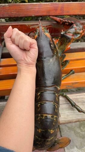 [ Super Jumbo 3kg+] Wild-Caught Live Lobster photo review