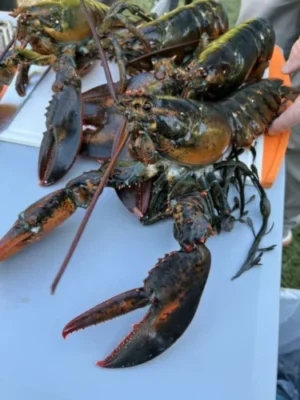 [Super Jumbo 4.5kg+] Wild-Caught Live Lobster photo review