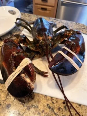 [Super Jumbo 4.5kg+] Wild-Caught Live Lobster photo review
