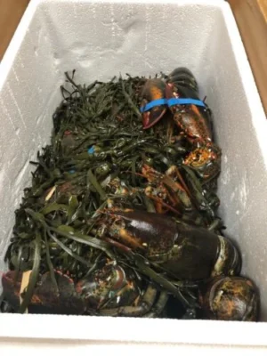 [ 680g+] Wild-Caught Live Lobster photo review