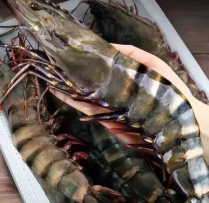Click to view full screen Extra large black tiger prawns, sent live frozen. photo review