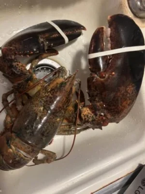 [Super Jumbo 4.5kg+] Wild-Caught Live Lobster photo review