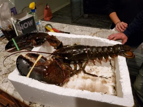 [Super Jumbo 4.5kg+] Wild-Caught Live Lobster photo review