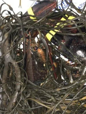 [Super Jumbo 4kg+] Wild-Caught Live Lobster photo review