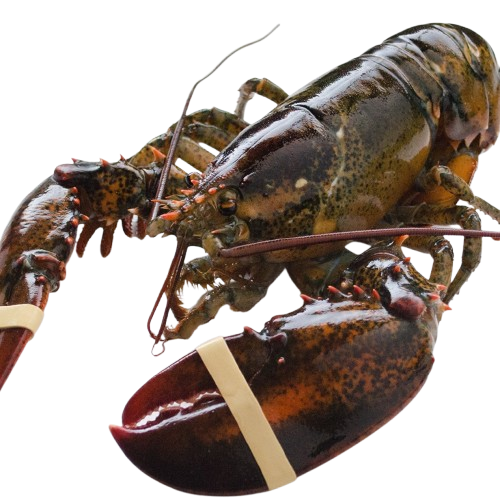 [ Super Jumbo 3kg+] Wild-Caught Live Lobster