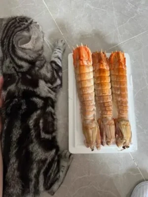 Click to view full screen jumbo Mantis Shrimp Live Seafood Shipped with Oxygen Packs photo review