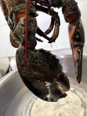 [Super Jumbo 4.5kg+] Wild-Caught Live Lobster photo review