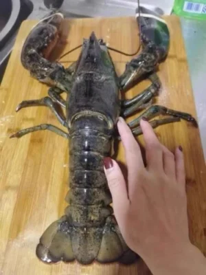 [Super Jumbo 4kg+] Wild-Caught Live Lobster photo review