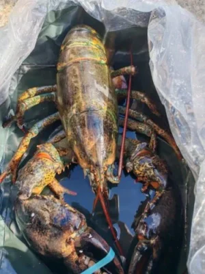 [Super Jumbo 4.5kg+] Wild-Caught Live Lobster photo review