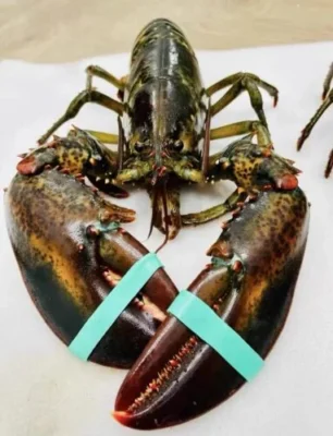 [Super Jumbo 4kg+] Wild-Caught Live Lobster photo review
