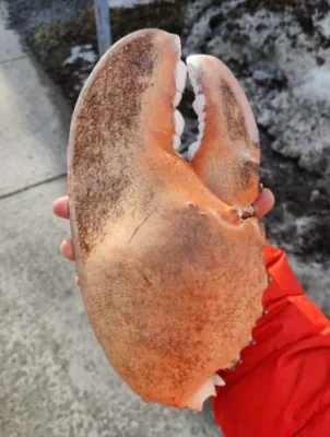Click to view full screen LIMITED EDITION: Giant Deep-Sea Lobster Pincers 🔥 Hurry up! photo review