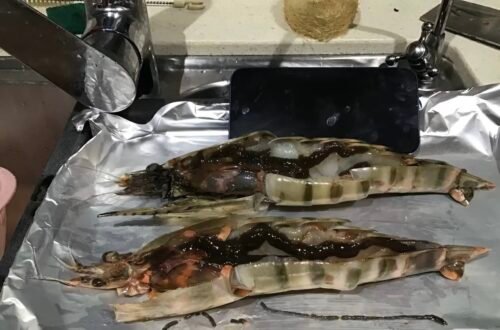 Click to view full screen Extra large black tiger prawns, sent live frozen. photo review